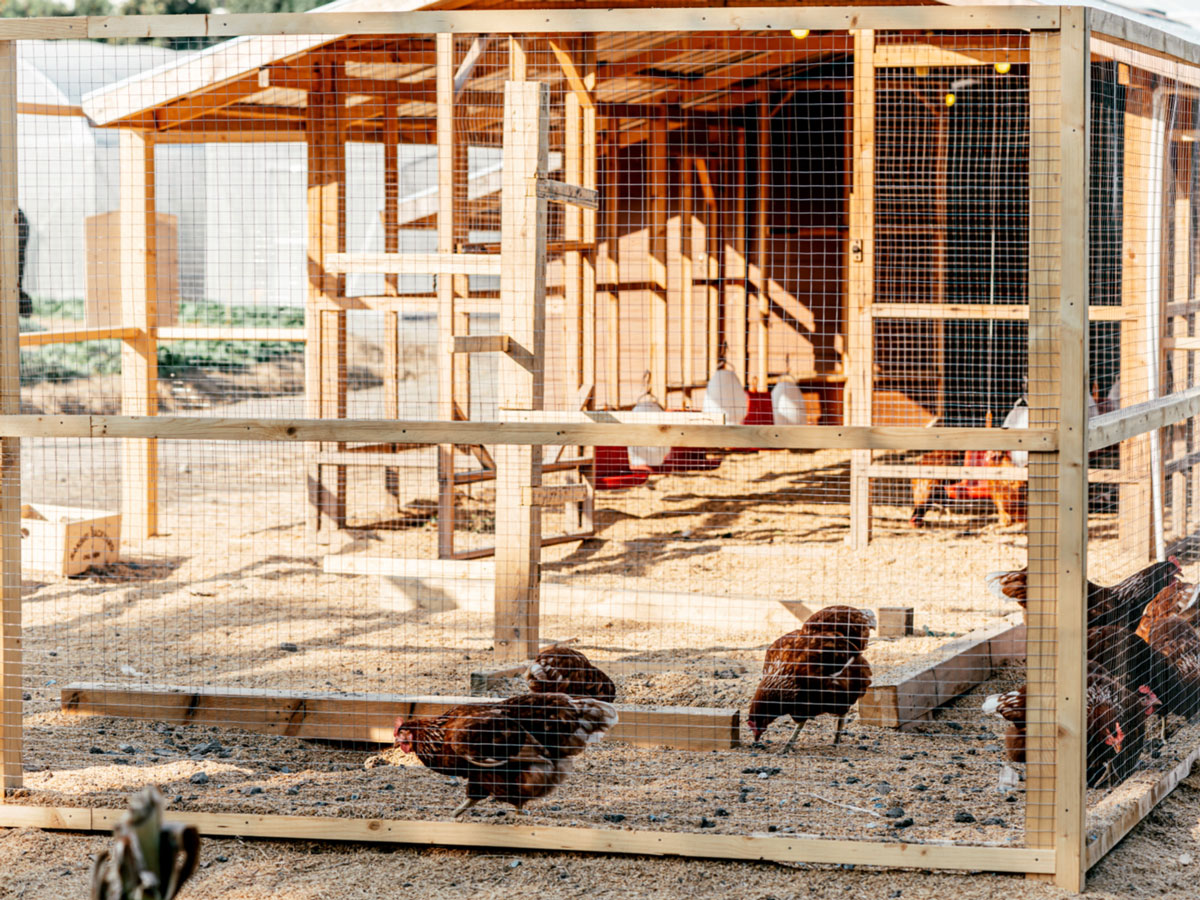 Chicken-coop